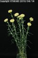 Dianthus caryophyllus Trick Green